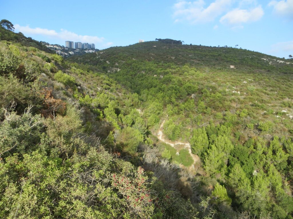 העלייה מעין קדם לדניה